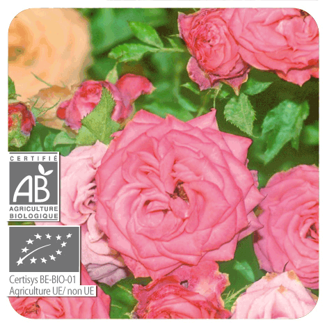 photo de fleurs de rose de Damas