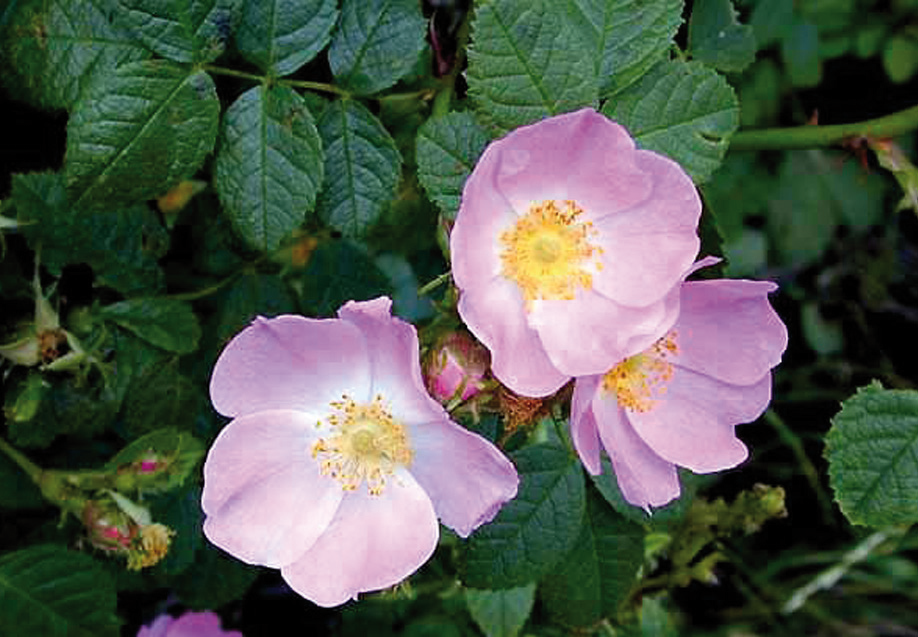photo de la plante avec fleurs de rose musquée