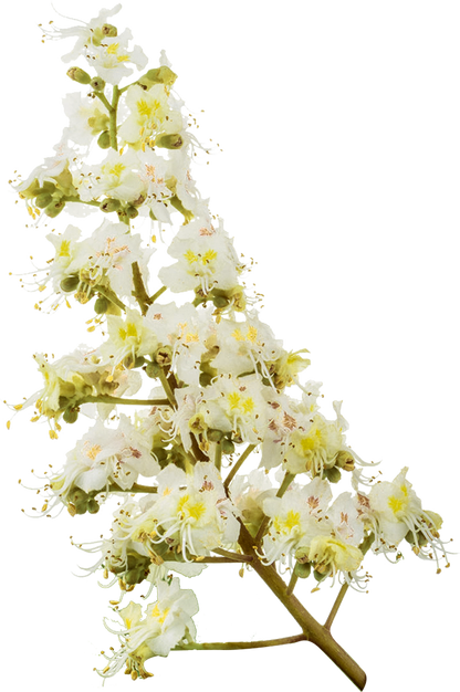 fleurs de marronnier blanc