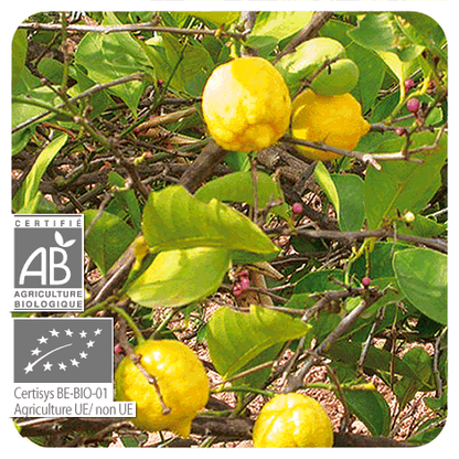 photo de la plante de citronnier avec ses fruits