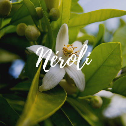 gros plan sur la fleur de Néroli (10% pré-diluée) - BIO